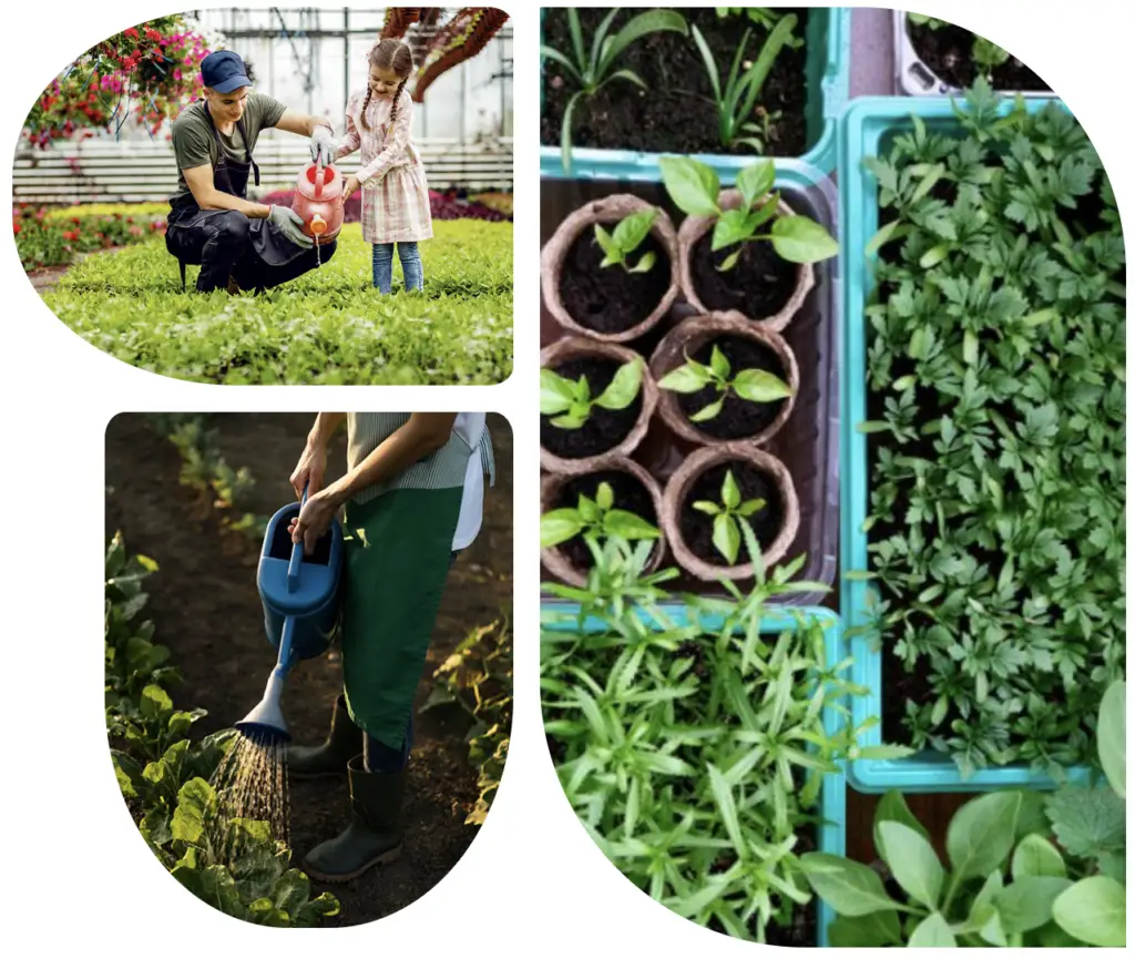 A collage showing adults and children watering plants in a garden, seedlings growing in pots, and healthy green plants in trays, highlighting gardening and plant care activities.